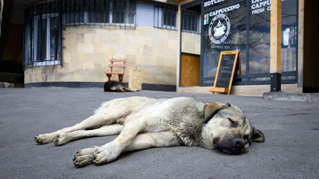 Straßenhunde liegen im Trend: Import von Hunden - Wohnungsknast statt Straßenglück?