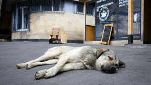 Straßenhunde liegen im Trend: Import von Hunden - Wohnungsknast statt Straßenglück?