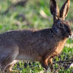 Zoonose: Sorge vor Hasenpest wächst