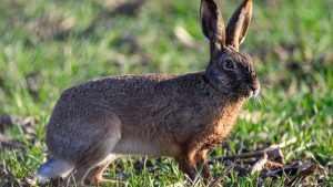 Zoonose: Sorge vor Hasenpest wächst