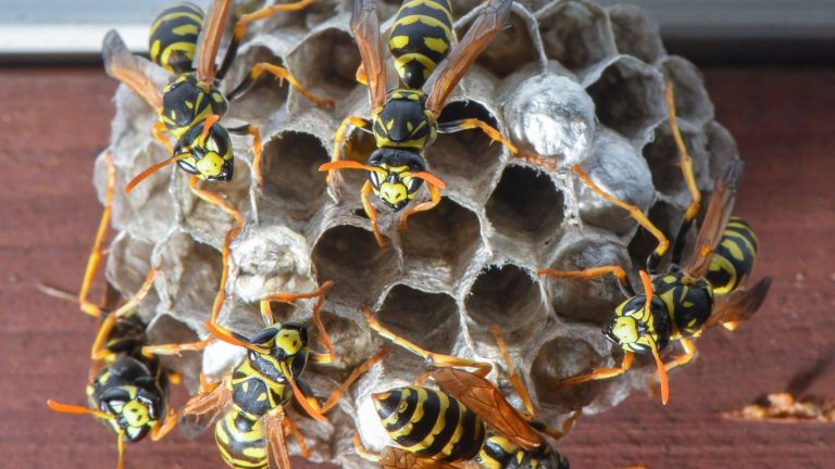 In Panik geraten: Kinder bei Wandertag von Wespen gestochen