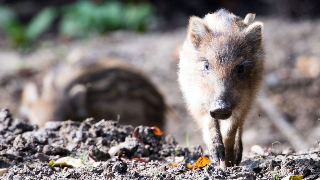 Tiere: Vermeintlicher Einbrecher entpuppt sich als Frischling