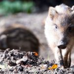 Tiere: Vermeintlicher Einbrecher entpuppt sich als Frischling