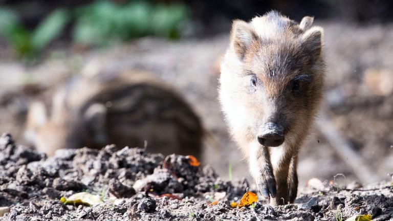 Tiere: Vermeintlicher Einbrecher entpuppt sich als Frischling
