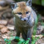 Tiere: Nationalpark warnt vor Füttern von Füchsen