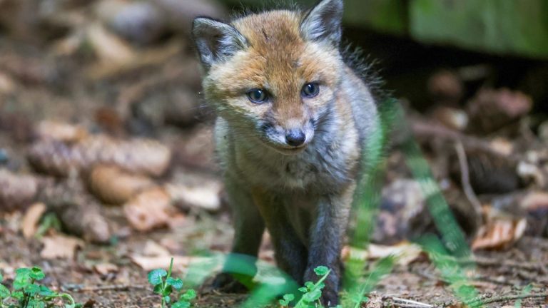 Tiere: Nationalpark warnt vor Füttern von Füchsen