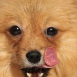 Erleichterung: Mutmaßlich gestohlener Hund wohlbehalten aufgefunden