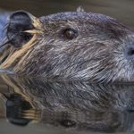 Tiere: Mehr als 7.000 Nutrias in Sachsen-Anhalt erlegt