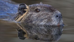 Tiere: Mehr als 7.000 Nutrias in Sachsen-Anhalt erlegt