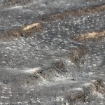 Umwelt: 120 Quadratkilometer Fläche auf Zypern verbrannt