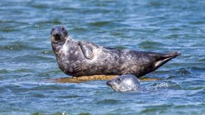 Tiere: Polizei in Hamburg rettet verletzte Robbe aus Elbe