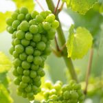 Weinjahr 2025: Winzer in Sachsen zuversichtlich für den Jahrgang 2025