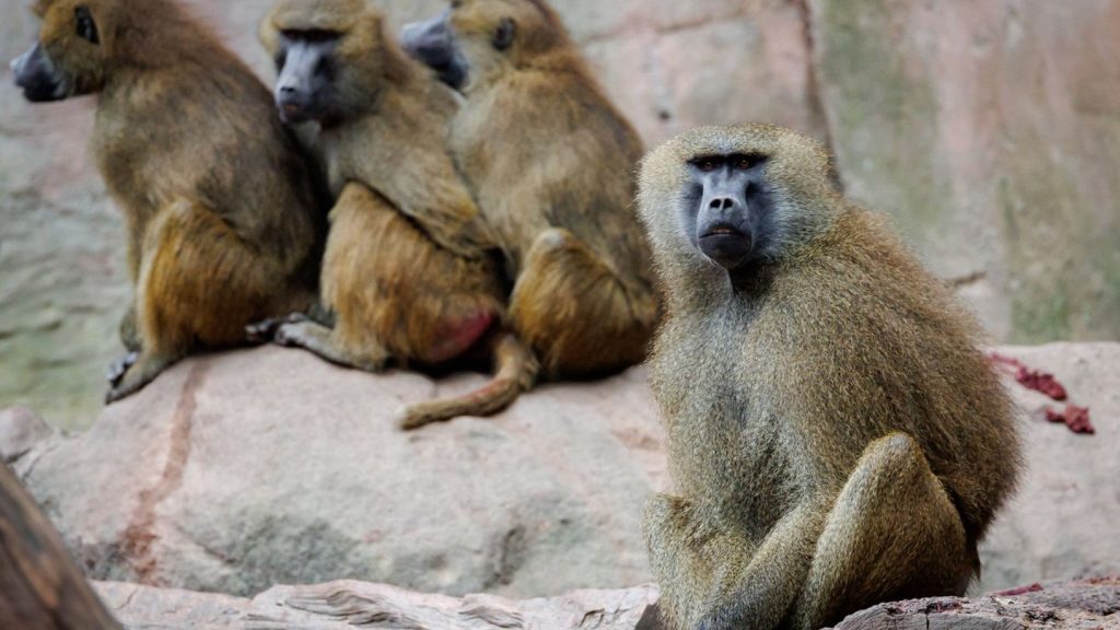 Zootiere: Protest gegen Pavian-Tötung - Aktivisten kleben sich fest