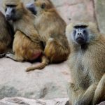 Zootiere: Protest gegen Pavian-Tötung - Aktivisten kleben sich fest