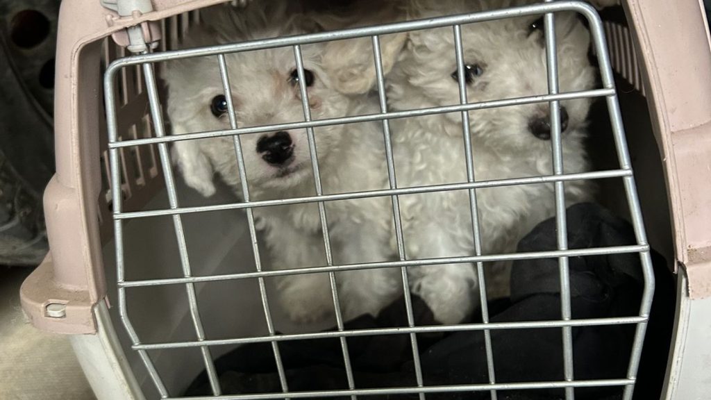 Tiertransport: Zoll entdeckt Hundewelpen in viel zu kleinen Katzenboxen