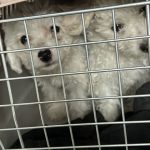 Tiertransport: Zoll entdeckt Hundewelpen in viel zu kleinen Katzenboxen