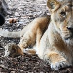 Tiernachwuchs: Erneut Löwen-Nachwuchs im Schweriner Zoo