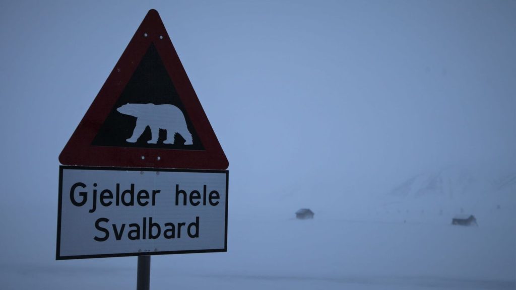 Norwegen: Eisbär auf Spitzbergen erschossen