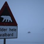 Norwegen: Eisbär auf Spitzbergen erschossen