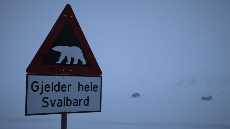 Norwegen: Eisbär auf Spitzbergen erschossen