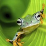 Tiere: Giftig, gigantisch, genial – die erstaunlichsten Amphibien der Welt
