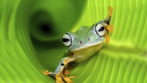 Tiere: Giftig, gigantisch, genial – die erstaunlichsten Amphibien der Welt