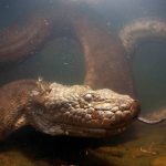 Tiere: Gigantisch, giftig, gefräßig: Die extremsten Schlangenarten der Welt