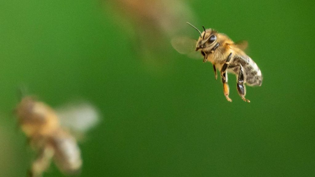 Frankreich: 70.000 Bienen attackieren Passanten – drei Schwerverletzte