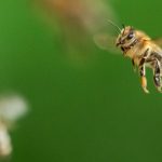 Frankreich: 70.000 Bienen attackieren Passanten – drei Schwerverletzte