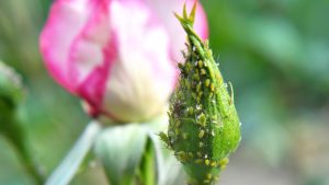 Pflanzenschutz: Blattläuse auf Rosen bekämpfen: So reduzieren Sie den Befall