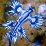 Sichtung vor Mallorca: Was steckt hinter dem mysteriösen "Blauen Drachen"?