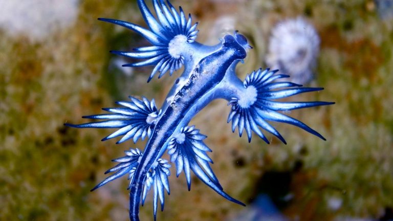 Sichtung vor Mallorca: Was steckt hinter dem mysteriösen "Blauen Drachen"?