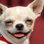 Schweiz: Chihuahua als Held in der Not: Hund führt Retter zu verunglücktem Herrchen