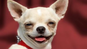 Schweiz: Chihuahua als Held in der Not: Hund führt Retter zu verunglücktem Herrchen