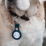Prime Day Deal: Für Hunde und Koffer: Galaxy SmartTag 2 bei Amazon mit 57 % Rabatt