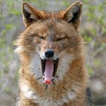 Eingewanderte Arten: Sehen aus wie Füchse – auch diese Tiere sind neu bei uns