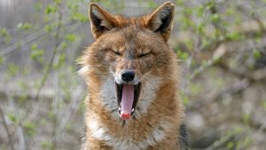 Eingewanderte Arten: Sehen aus wie Füchse – auch diese Tiere sind neu bei uns