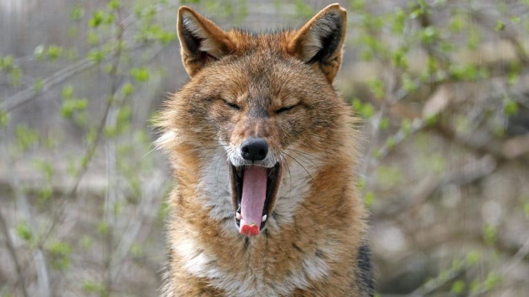 Eingewanderte Arten: Sehen aus wie Füchse – auch diese Tiere sind neu bei uns