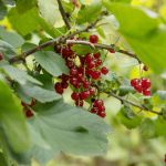 Gartentipps: Johannisbeeren schneiden: Damit Sie im nächsten Sommer wieder naschen können