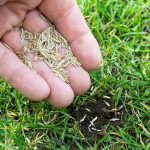 Sommersaison: Rasendünger (Testsieger) für 19 statt 75 Euro: Top Garten-Angebote am Montag