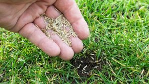 Sommersaison: Rasendünger (Testsieger) für 19 statt 75 Euro: Top Garten-Angebote am Montag