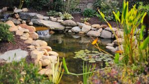 Gartenpraxis: Gartenteich anlegen – So wird Ihr Außenbereich zur grünen Oase