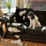 Mehr Auslastung für Haustiere: Den Hund beschäftigen: Diese Tipps helfen gegen Langeweile