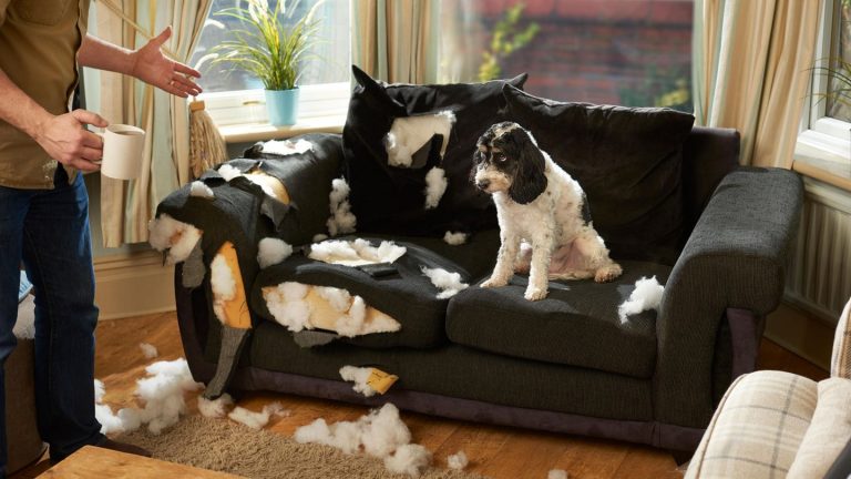 Mehr Auslastung für Haustiere: Den Hund beschäftigen: Diese Tipps helfen gegen Langeweile