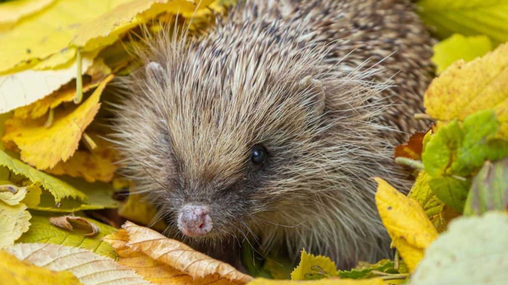 Gärtner aufgepasst: Warum Igel derzeit durch die Gegend torkeln und im Kreis herum laufen