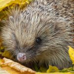 Gärtner aufgepasst: Warum Igel derzeit durch die Gegend torkeln und im Kreis herum laufen