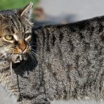 Verhaltensbiologie: Warum Katzen lebendige Mäuse nach Hause bringen – es sind keine "Geschenke"