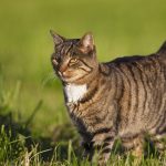 Anatomische Besonderheit: Warum der kleine Schwabbelbauch bei Katzen eine wichtige Aufgabe hat