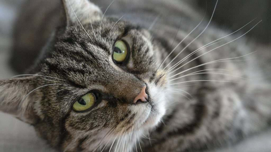 Spezielles Verhalten: Warum Katzen die Nähe von Menschen suchen, die keine Katzen mögen