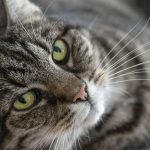 Spezielles Verhalten: Warum Katzen die Nähe von Menschen suchen, die keine Katzen mögen
